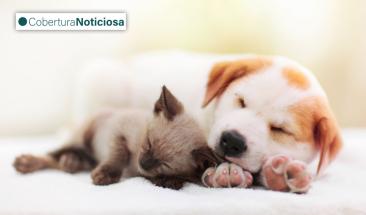 D&iacute;a Mundial de la Diabetes: la importancia de su detecci&oacute;n y tratamiento en perros y gatos