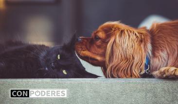 D&iacute;a Mundial de la Diabetes: la importancia de su detecci&oacute;n y tratamiento en perros y gatos