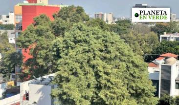 Residentes de CDMX se unen para evitar tala de &aacute;rbol de 150 a&ntilde;os