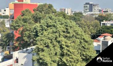 Residentes de CDMX se unen para evitar tala de &aacute;rbol de 150 a&ntilde;os