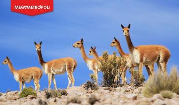 D&iacute;a Nacional de la Vicu&ntilde;a: tesoro natural de Per&uacute; y guardianes de la alta monta&ntilde;a