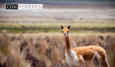 Per&uacute; tiene la mayor poblaci&oacute;n mundial de vicu&ntilde;a