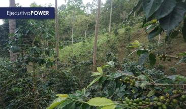 Ucayali: peque&ntilde;os productores acceder&aacute;n a contratos de cesi&oacute;n en uso para sistemas agroforestales