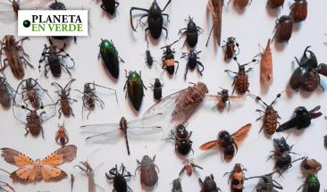 Las invasiones biol&oacute;gicas amenazan a los insectos
