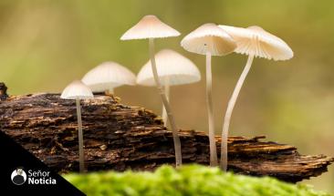 Investigan los beneficios terap&eacute;uticos de los hongos m&aacute;gicos
