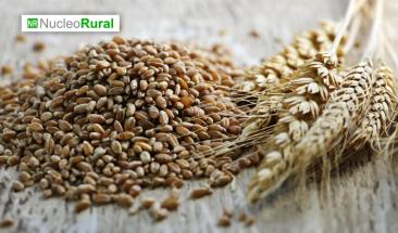 El precio del trigo tuvo una dr&aacute;stica ca&iacute;da del 25.88% en 2023