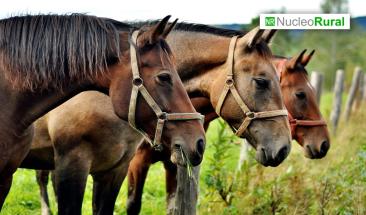 Argentina en alerta sanitaria por fiebre equina