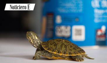 En el aeropuerto Jorge Ch&aacute;vez incautan 160 animales silvestres ex&oacute;ticos a ciudadano procedente de Miami