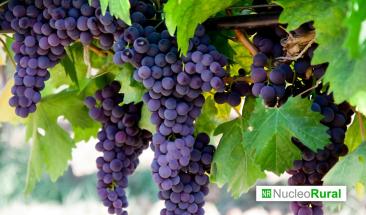 Nochevieja: ligero aumento de los precios de las uvas en Espa&ntilde;a