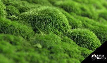 El impacto ambiental de la venta de musgo en Navidad