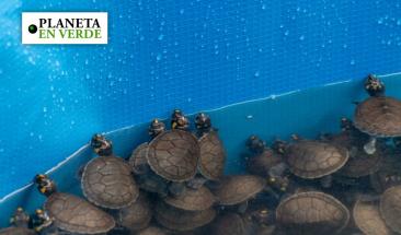 Irregularidades en env&iacute;o de tortugas: problemas en documentaci&oacute;n y variedad de especies