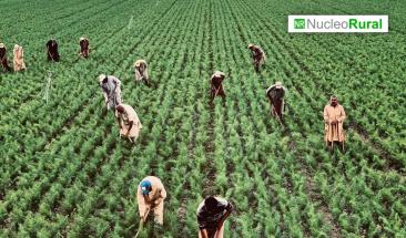 La agricultura desencadena la salinizaci&oacute;n del agua dulce