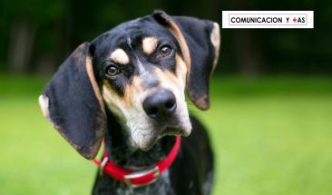 Los misterios de la visi&oacute;n canina