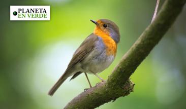 Per&uacute;: lanzar&aacute;n estrategia para posicionar al pa&iacute;s como l&iacute;der mundial en diversidad de aves