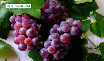 Per&uacute;: buen inicio para la campa&ntilde;a de exportaci&oacute;n de uvas