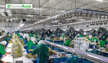 Per&uacute;: retroceso en contribuciones de agroexportadoras a Essalud