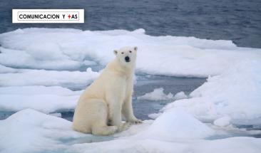 Oso polar fallece a causa de la gripe aviar en Alaska