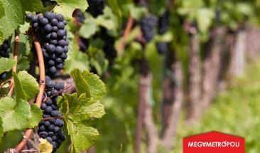 Per&uacute;: Campa&ntilde;a de exportaci&oacute;n de uva inici&oacute; con &eacute;xito, alcanzando cifras r&eacute;cord