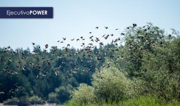 Per&uacute; L&iacute;der mundial en diversidad de aves: 1879 especies registradas