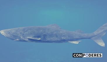 El tibur&oacute;n de Groenlandia, el animal que desaf&iacute;a los a&ntilde;os