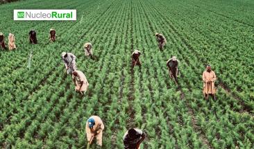 Desaf&iacute;os agr&iacute;colas en El Salvador este 2024