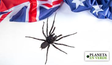 Descubren en Australia el ejemplar m&aacute;s grande de la ara&ntilde;a m&aacute;s letal del mundo