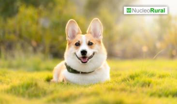 La importancia de desparasitar a tu mascota en verano