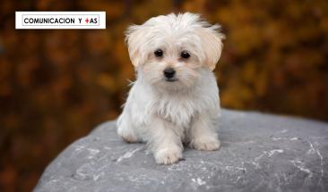 La importancia de desparasitar a tu mascota en verano