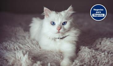 La importancia de desparasitar a tu mascota en verano