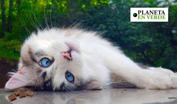 La importancia de desparasitar a tu mascota en verano