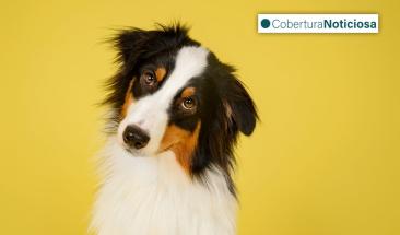 La importancia de desparasitar a tu mascota en verano