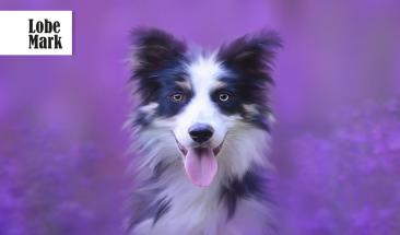 La importancia de desparasitar a tu mascota en verano