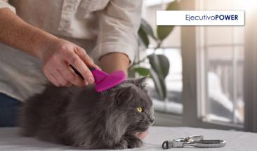 La importancia de desparasitar a tu mascota en verano