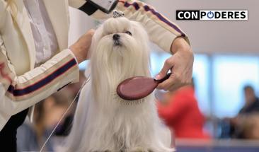 La importancia de desparasitar a tu mascota en verano