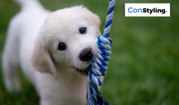 La importancia de desparasitar a tu mascota en verano