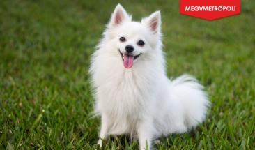 La importancia de desparasitar a tu mascota en verano