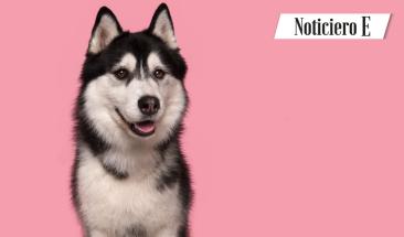 La importancia de desparasitar a tu mascota en verano