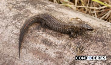 Per&uacute;: descubren dos nuevas especies de lagartijas en Amazonas