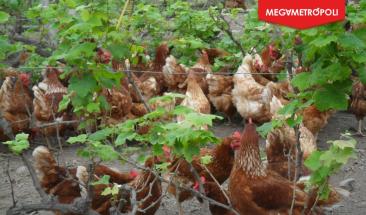 En Cusco: especialistas de ARBA brindar&aacute;n talleres gratuitos de bienestar animal a productores locales del Valle Sagrado