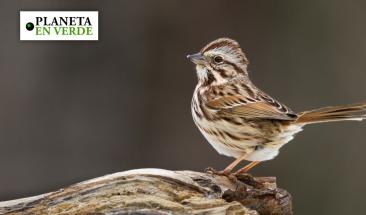 Los gorriones cantores y su sorprendente adaptaci&oacute;n al cambio clim&aacute;tico