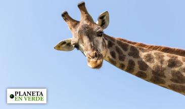 Triunfo para activistas en M&eacute;xico: trasladan a jirafa Benito a Africam Zafari