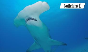 Per&uacute;: tibur&oacute;n martillo, cangrejo de manglar y trucha arco&iacute;ris, conoce m&aacute;s sobre los recursos que se encuentran en veda reproductiva