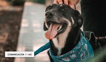 Conoce qu&eacute; hacer y c&oacute;mo prevenir un golpe de calor en tu mascota