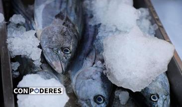 Tumbes: PRODUCE comercializar&aacute; cerca de 100 toneladas de pescado a precio social durante el 2024