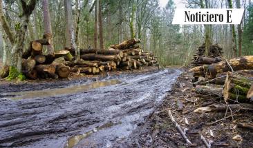SERFOR y GORE Ucayali coordinan acciones conjuntas para fortalecer el desarrollo forestal en el departamento amaz&oacute;nico