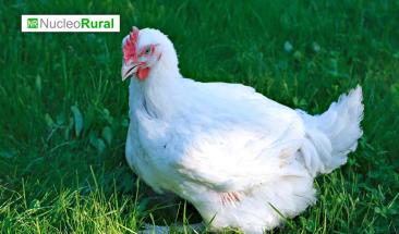 Pollo: una alternativa ligera y nutritiva para consumir en verano