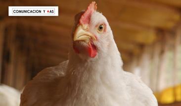 Pollo: una alternativa ligera y nutritiva para consumir en verano