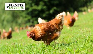 Pollo: una alternativa ligera y nutritiva para consumir en verano