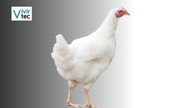 Pollo: una alternativa ligera y nutritiva para consumir en verano