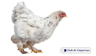 Pollo: una alternativa ligera y nutritiva para consumir en verano